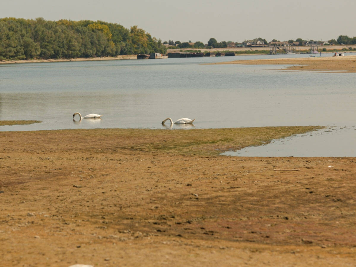 Dunav kod Apatina (6).jpg