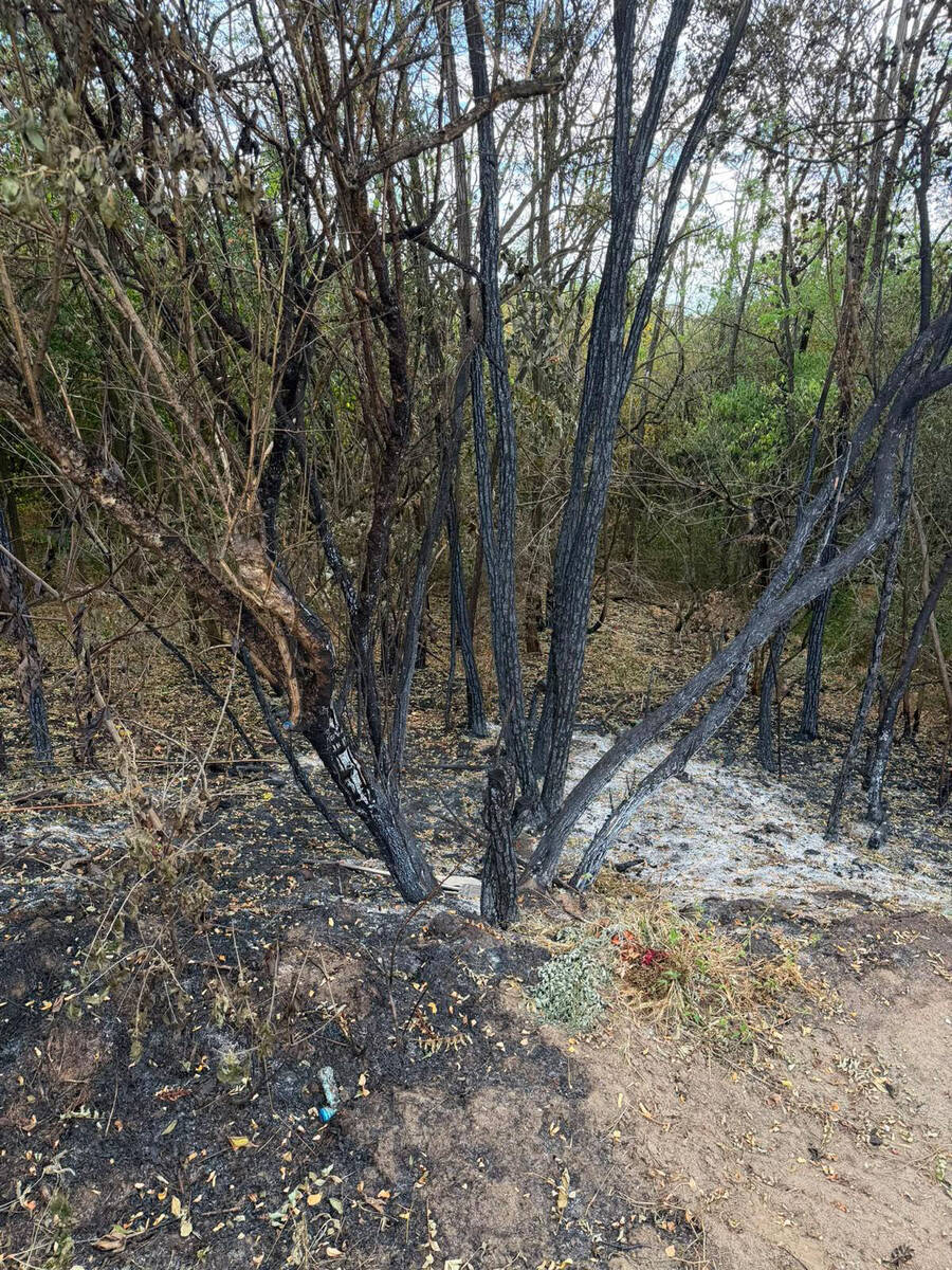 Posledice požara u Deliblatskoj peščari (18).jpg