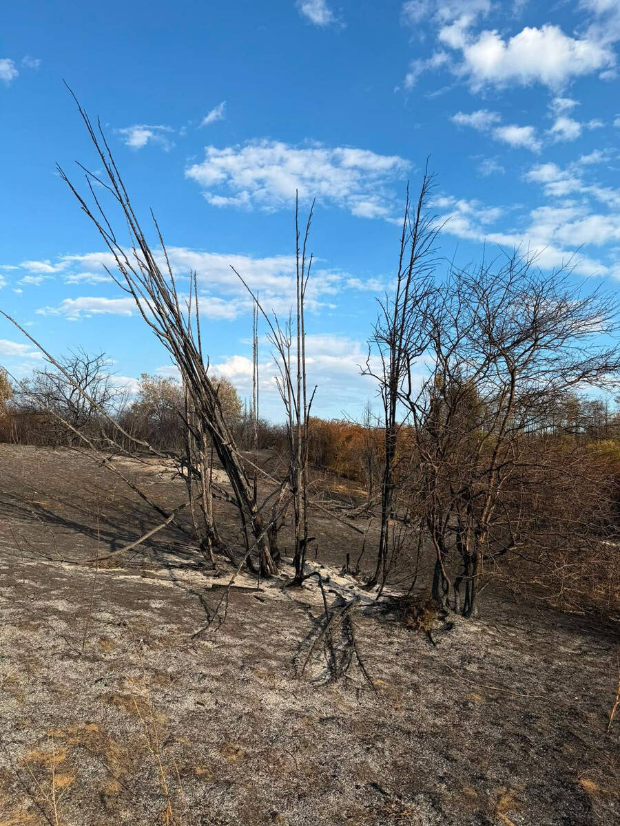 Posledice požara u Deliblatskoj peščari (21).jpg