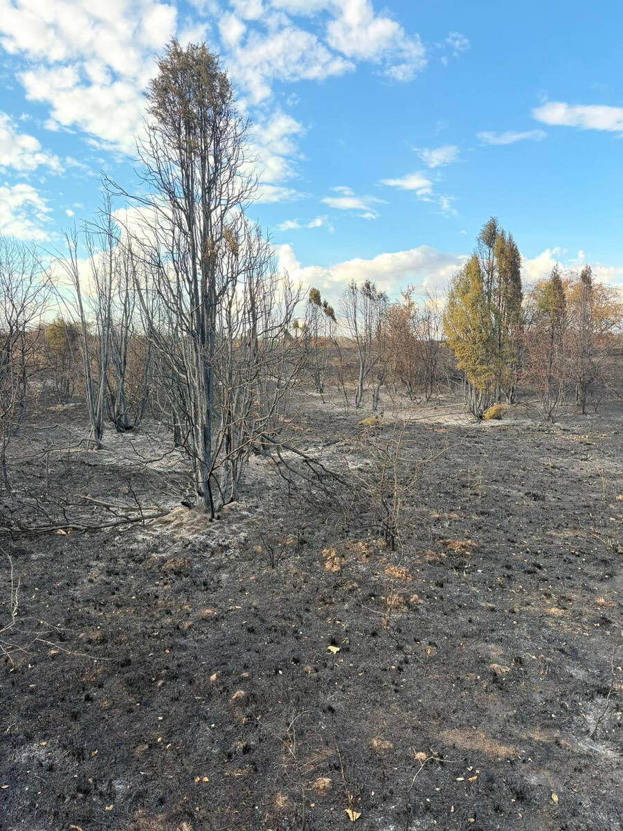 Posledice požara u Deliblatskoj peščari (31).jpg