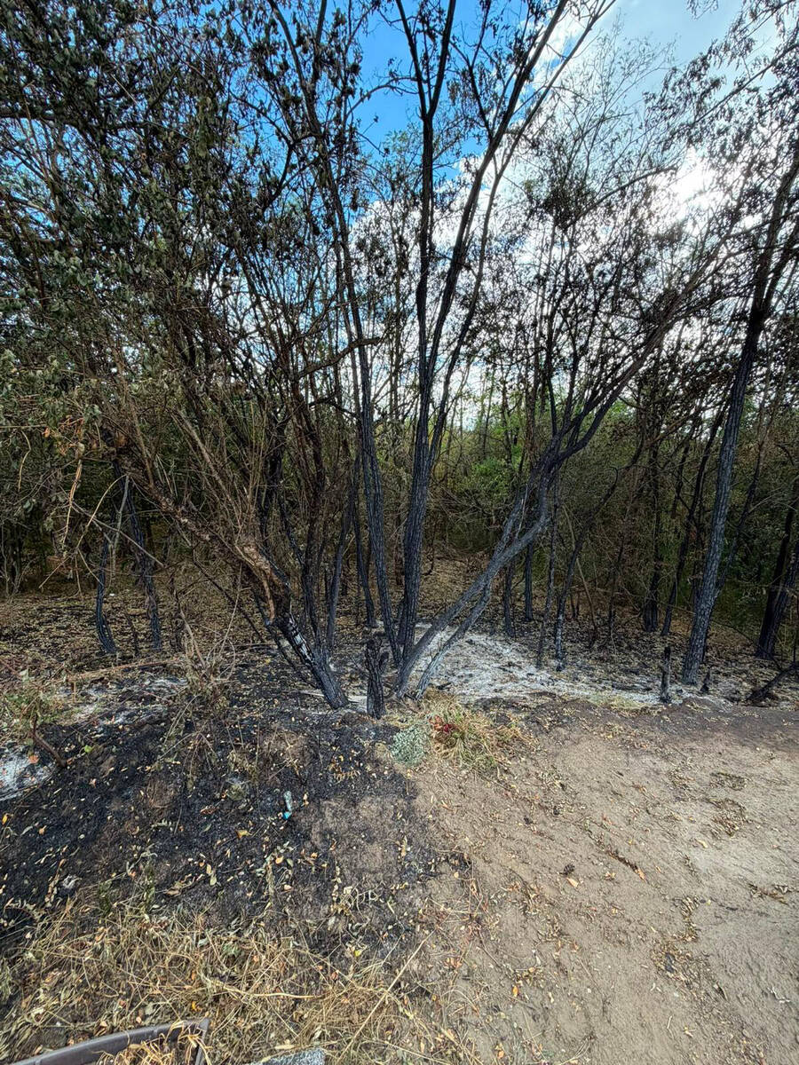 Posledice požara u Deliblatskoj peščari (35).jpg