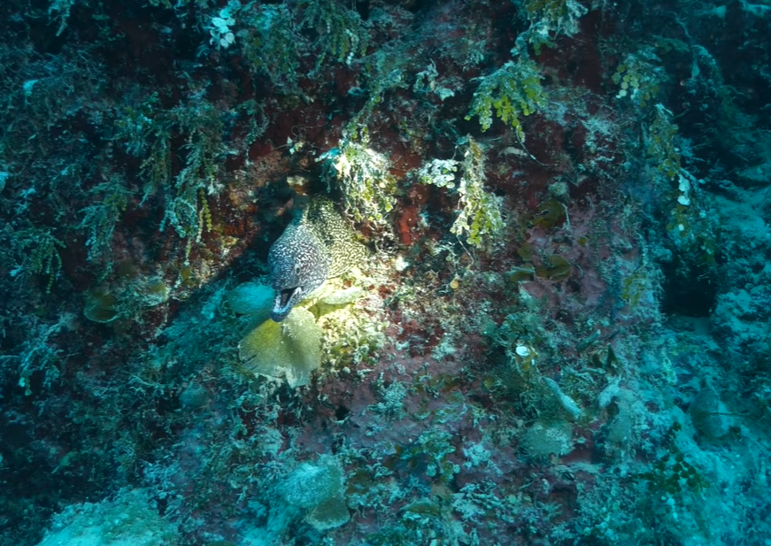 Ronjenje u Velikoj plavoj rupi (1).png