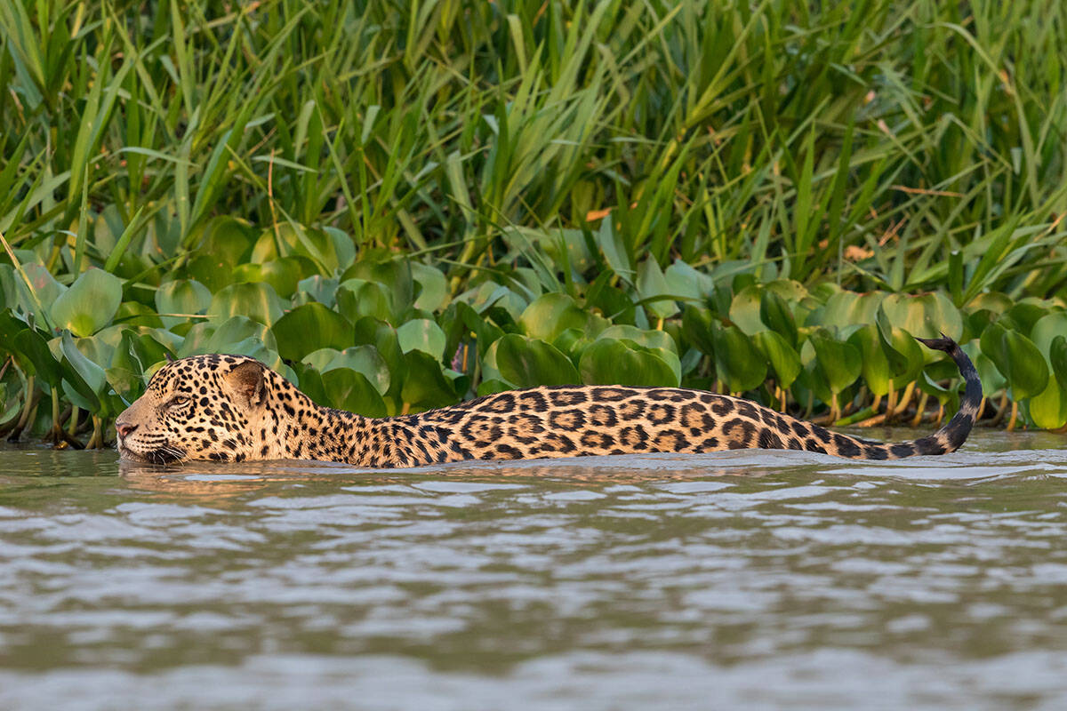 Jaguar u vodi pored trave