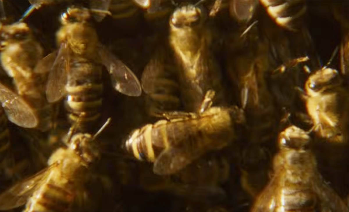 The Quiet Beekeeper (1).jpg