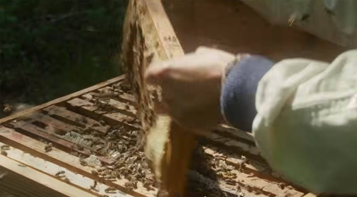 The Quiet Beekeeper (1).jpg