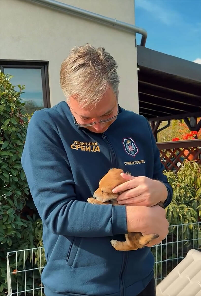 Vučić udomio napuštene pse (1).jpg