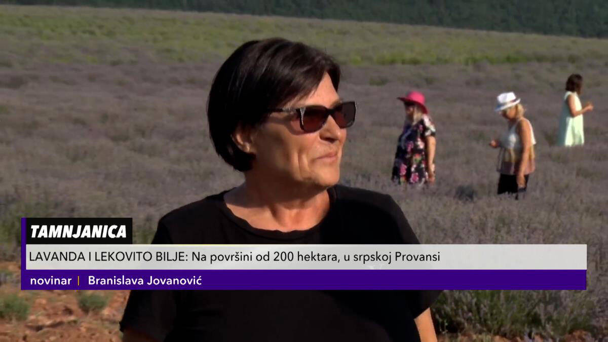 Ljiljana Petrović na svom posedu polja lavandi (1).jpg