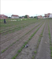 beograd masovno trovanje golubovi uzrok 