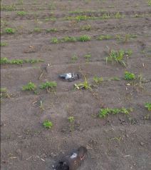 beograd masovno trovanje golubovi uzrok 