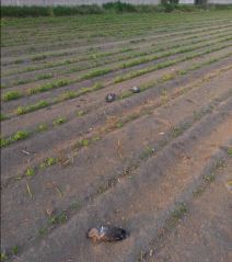 beograd masovno trovanje golubovi uzrok 