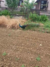 paun u cacanskom selu atenica 