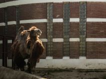 zoloski vrt u beogradu zivotinje