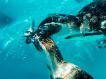 zooloski vrt hranjenje zivotinja