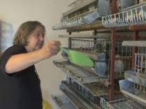 biznis ideja jaja prepelica