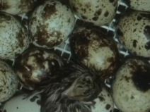 biznis ideja jaja prepelica