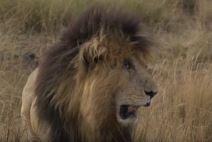 skarfejs lav preminuo u keniji