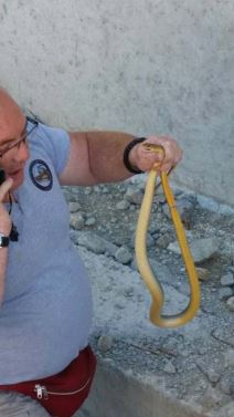 zmije u srbiji ukrotitelj vladica stankovic