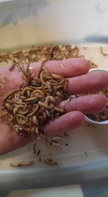 crvi za jelo prodaja veliki brasnar 