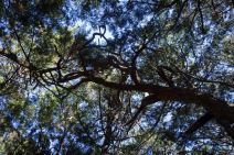 šuma u Japanu samoubistvo