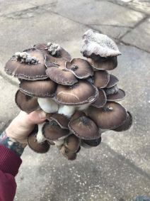 Uzgoj lekovitih gljiva zarada