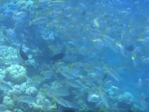 ljudi ribe pleme badzao video