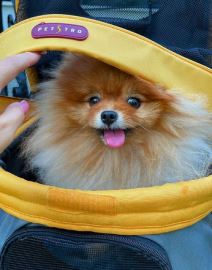 Janjus o detaljima večere sa Anom Korać