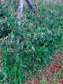 Grad opustošio sela kod Ivanjice