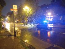 Drvo palo na ulicu na Banovom brdu zbog nevremena