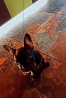 Kristijan Golubović poklonio pas Kristini