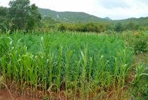 Najveća plantaža marihuane u Crnoj Gori