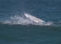 Ajkula napala surfera Mika Feninga