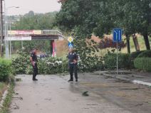 1627754442cacak-nevreme-drvo-palo-fotorina2