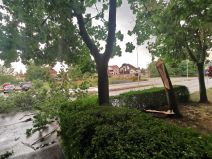 1627754484cacak-nevreme-drvo-palo-fotorina3