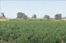 Plantaža Marihuane (2)