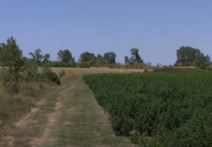 Plantaža Marihuane (3)