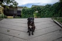 Pancevo Bela Stena-49