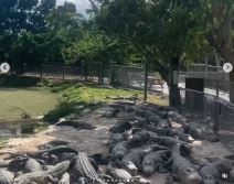 Lepa Brena se slikala sa aligatorima