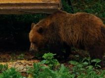 Život medveda na Tari