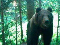 Život medveda na Tari