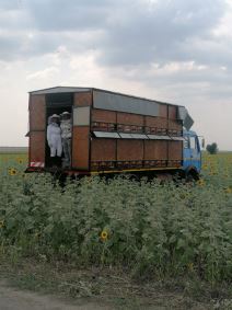 Veliko Gradište, pčelarstvo (3)