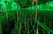 labaratorija za uzgoj marihuane kod uba 3