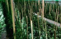 labaratorija za uzgoj marihuane kod uba 4