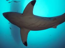 velika bela ajkula 4.jpg