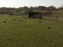 Aleksandar Mitrović - fudbalski počeci