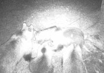 Mečka sa tri mečića (3).jpg