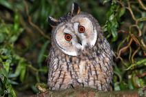 Saglasnost za sove (2).jpg