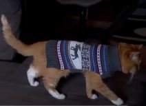 najstarija mačka na svetu 3.jpg