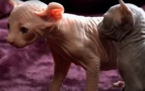 macke bez dlake sfinks7.png