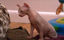 macke bez dlake sfinks3.png