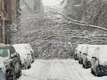 Palo drvo u Kosovskoj  (3).jpg